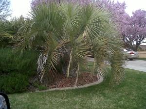 utah palms yes palmtalk palm trees
